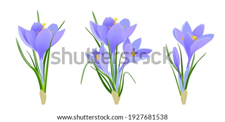 A set of spring purple crocuses. Delicate primroses for greeting cards for Mother's Day, International Women's Day and Easter. Vector clip art in flat style. A bouquet of flowers on white background.