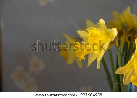 daffodils in clear vase with flowered  yellow grey background