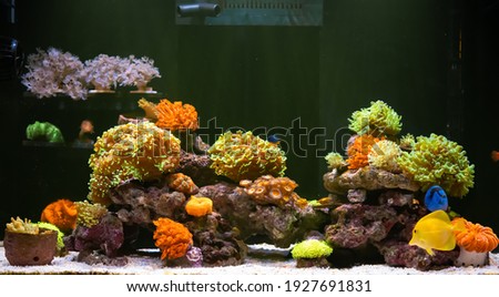 colorful marine aquarium with beautiful coral and fishes Royalty-Free Stock Photo #1927691831