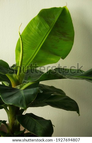 A closeup shot of a Ficus plant tree