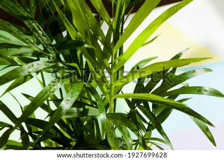 Indoor palm tree, Chrysalidocarpus Lutescens Areca plants, home air plants on the color background