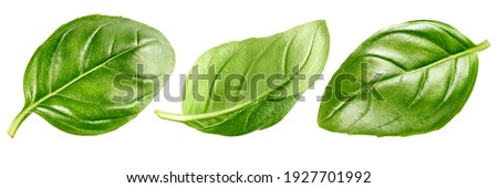 Basil leaves isolated on white background, collection Royalty-Free Stock Photo #1927701992