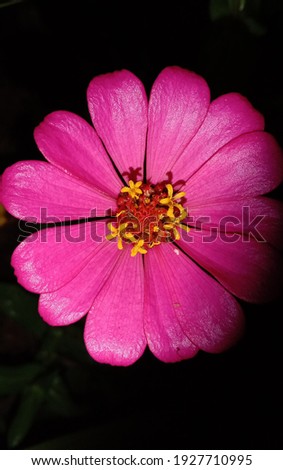 a very beautiful pink flower which is suitable to be used as a background for your activities