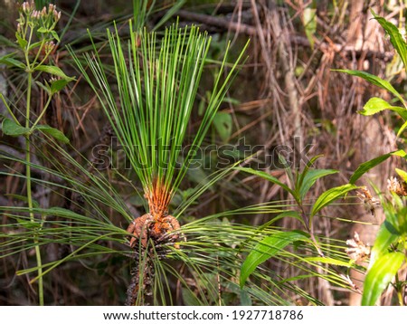 Close-up photography of pine needles, captured in a forest near the colonial town of Villa de Leyva, in the department of Boyaca, Colombia.