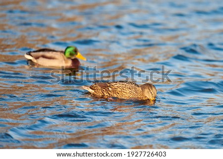 Mallard waterfowl birds floating in water. Close up of Anas platyrhynchos, mallard duck.
