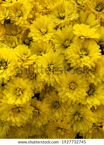 Close-up of many yellow blooming flowers with many details on them.