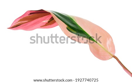 Stromanthe triostar leaf, Tropical foliage isolated on white background, with clipping path Royalty-Free Stock Photo #1927740725