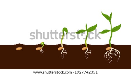 Growing plant. Sprout growth process. Steps sequence of germinating seeds for seedlings. Development cycle of vegetables in nature, appearance of roots and first leaves. Vector evolution phases set Royalty-Free Stock Photo #1927742351