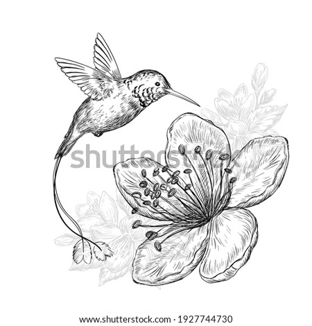 Hand drawn sketch illustration with cute hummingbird bird and beautiful flowers on white background