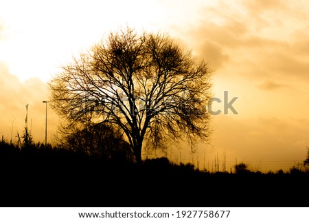 Silhouette of a leafless tree in winter against a background of coloured sky. Leafless branches in winter