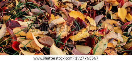 Autumn fallen bright colorful leaves. Seasonal banner. The foliage of a pear tree. Selective focus.