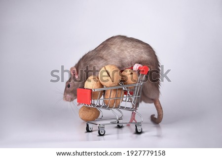 A wild-breed rat climbed onto a supermarket cart with walnuts on a white background in the studio. I go to the supermarket to buy food for the stock