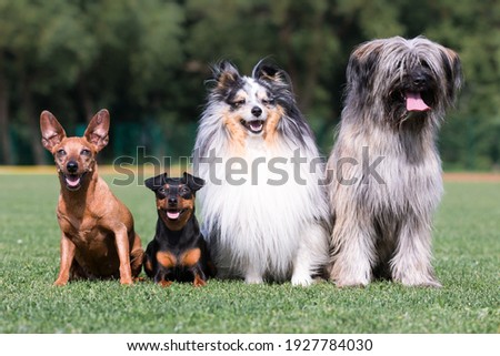 Cool funny Pyrenean Shepherd young male rough-faced of fawn tan copper colored coat sitting outside with two German miniature pinscher and blue merle shetland sheepdog, sheltie lassie. Friendly pets Royalty-Free Stock Photo #1927784030