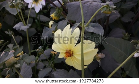 A picture of the flower 