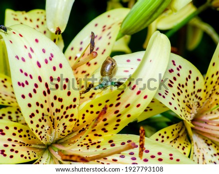 Green-banded broodsac, Leucochloridium paradoxum, a parasitic worm living in amber snail on yellow tiger lily petal

