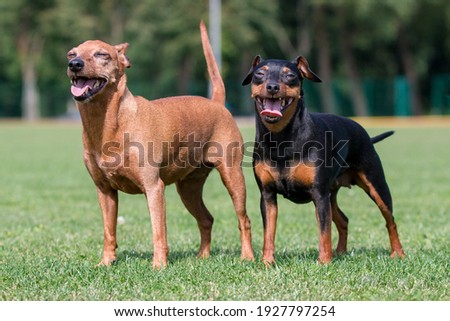 Solid clear red and black tan  miniature pinscher portrait on summer time. German miniature pinscher  outdoors with green background. Proud, fearless, fun-loving toy breed Min Pin with lustrous coat Royalty-Free Stock Photo #1927797254
