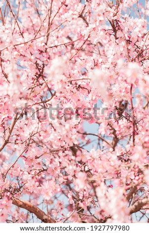 pink almond cherry blossoms in spring bloomed out of focus for background white clear image