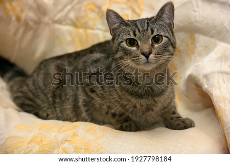 big-eyed striped gray shorthair cat on a sofa
