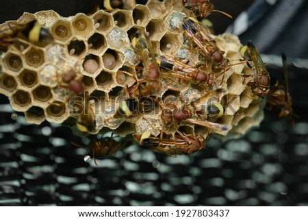 Close up of asian hornet wasp nest . insect macro with larva larvae in nature