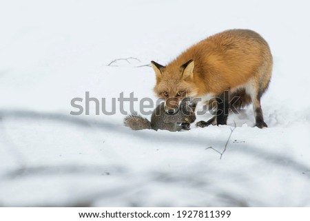 Red fox in winter with fresh kill (grey squirrel)