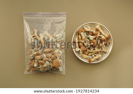 Psilocybin Psilocybe Cubensis mushrooms in a plastic bag and storage jar on brown soft background. Psychedelic magic mushroom Golden Teacher. Top view, flat lay. Microdosing concept.
