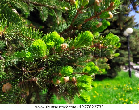 Forest green fresh leaves, close-up picture of green needle pine on left side of the picture. Small pine cones at ends of branches. Spring. The awakening of nature. Coniferous forest. Sunny weather