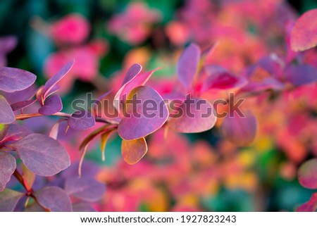 Colorful Berberis or barberry leaves  in the warm day in fall garden. Rainbow shrub on a fresh green grassy background. Royalty-Free Stock Photo #1927823243