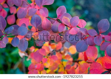 Colorful Berberis or barberry leaves  in the warm day in fall garden. Rainbow shrub on a fresh green grassy background. Royalty-Free Stock Photo #1927823255