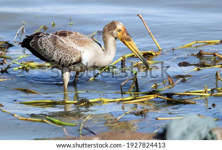 Young yellow-billed stork browsing in the water