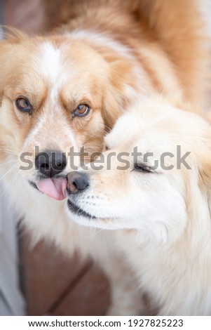 Dogs giving kisses for a picture in the winter
