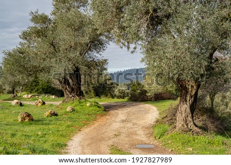 A path in the Judea mountains, near Jerusalem, Israel, passing in an agricultural area, among old olive trees. Royalty-Free Stock Photo #1927827989