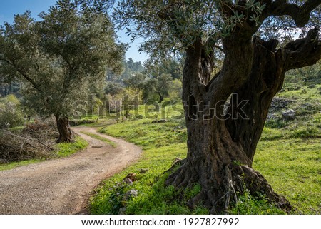 A path in the Judea mountains, near Jerusalem, Israel, passing in an agricultural area, among old olive and almond trees. Royalty-Free Stock Photo #1927827992