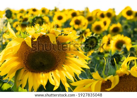 A large field of sunflowers on a sunny summer day under a blue sky and fluffy clouds. Ecological agriculture. Raw materials for the production of sunflower oil.