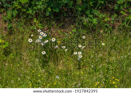 Bright white daisies with a yellow center growing wild in a field among other wildflowers on a sunny day in late springtime