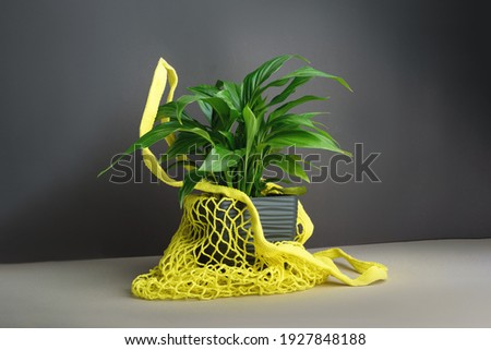 A cute pot with home flower Spathiphyllum in yellow shopping net bag on the grey background. Female happiness, home garden, hobby, zero waste concept.