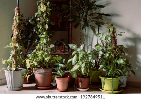 green home plants cactus aloe vera succulent, duval gasteria, pilea depressa, warasii parody, ficus