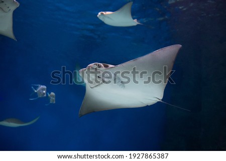 cownose ray swimming in the water,  fish underwater in the aquarium Royalty-Free Stock Photo #1927865387