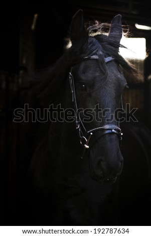 friesian horse stallion