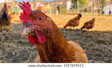 Red laying hen looking into the camera. New Hampshire hens in organic farming. Free range hens. Veneto, Italy. Royalty-Free Stock Photo #1927879412