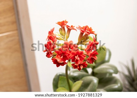 Red flower home plant close up on white background