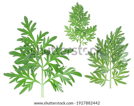 Three sprigs of medicinal wormwood isolated on a white background, top view. Sagebrush sprig. Artemisia, mugwort. Absinthe wormwood. Royalty-Free Stock Photo #1927882442