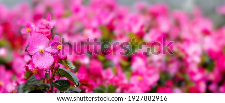 Flowering begonia. Pink begonias with raindrops on the flowerbed. Floral background, panorama
