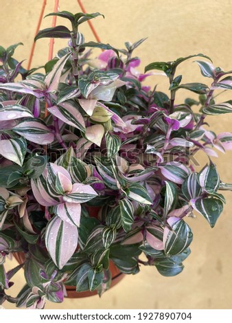 tradescantia albiflora plant , tradescantia fluminensis plant, tradescantia 