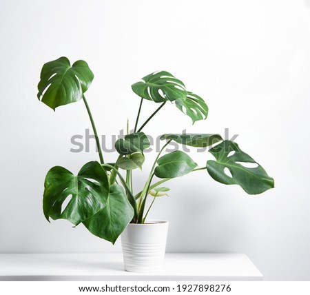 Monstera tropical  plant in a white pot on a gray background. Scandinavian style. Front view and copy space