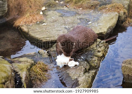 An otter eating fish on a rock