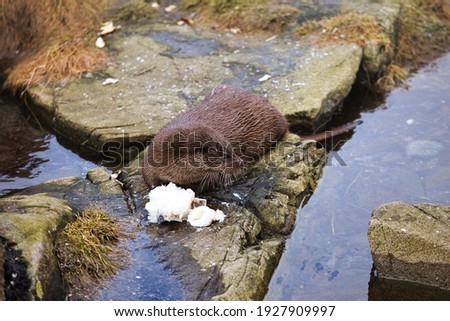 An otter eating fish on a rock