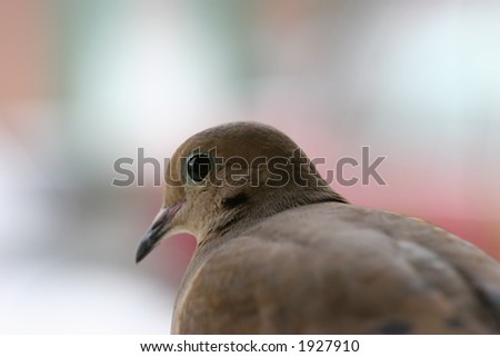 Close-up of Turtle Dove with blurred background.
