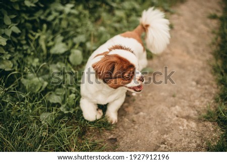 Little beautiful redhead with white Pekingese dog walks in the park in the green grass in summer. Trimmed hair, beautiful hairstyle. Cheerful happy dog. Sunny day, rest. Walking a pet.