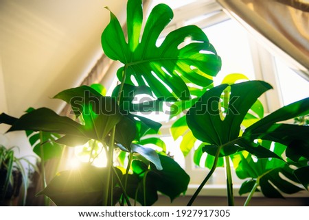Bottom view Exotic tropical green Monstera palm leaves in sunlight. Home gardening background. Trendy home urban jungle space. Monstera deliciosa foliage plant. Selective focus. copy space. Royalty-Free Stock Photo #1927917305