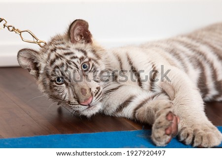 Pictures of white tiger cub